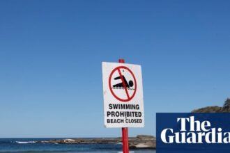 Authorities issue shark warning over whale that swam 11km upstream in Clarence River and later died