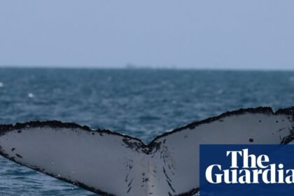Whales on Australia’s ‘humpback highway’ are at growing risk of injury from boat and propellor strikes