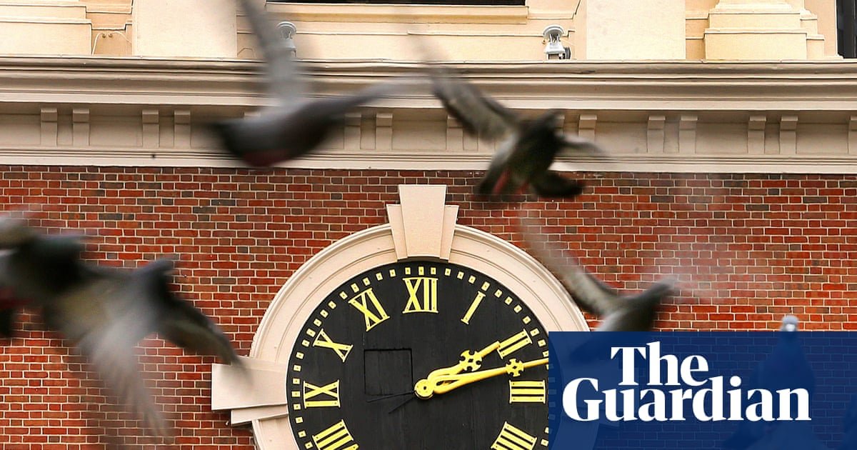Boston mass transit authorities flap around for solution to pigeon menace