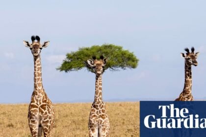 Comedy wildlife photography award finalists 2026 – in pictures