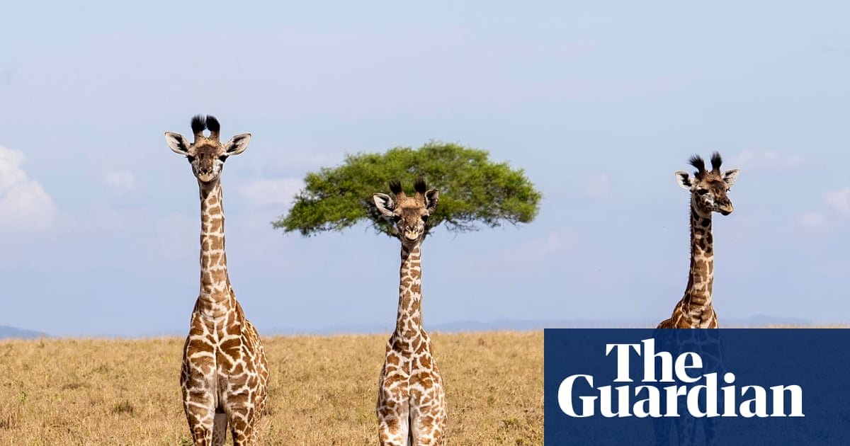 Comedy wildlife photography award finalists 2026 – in pictures