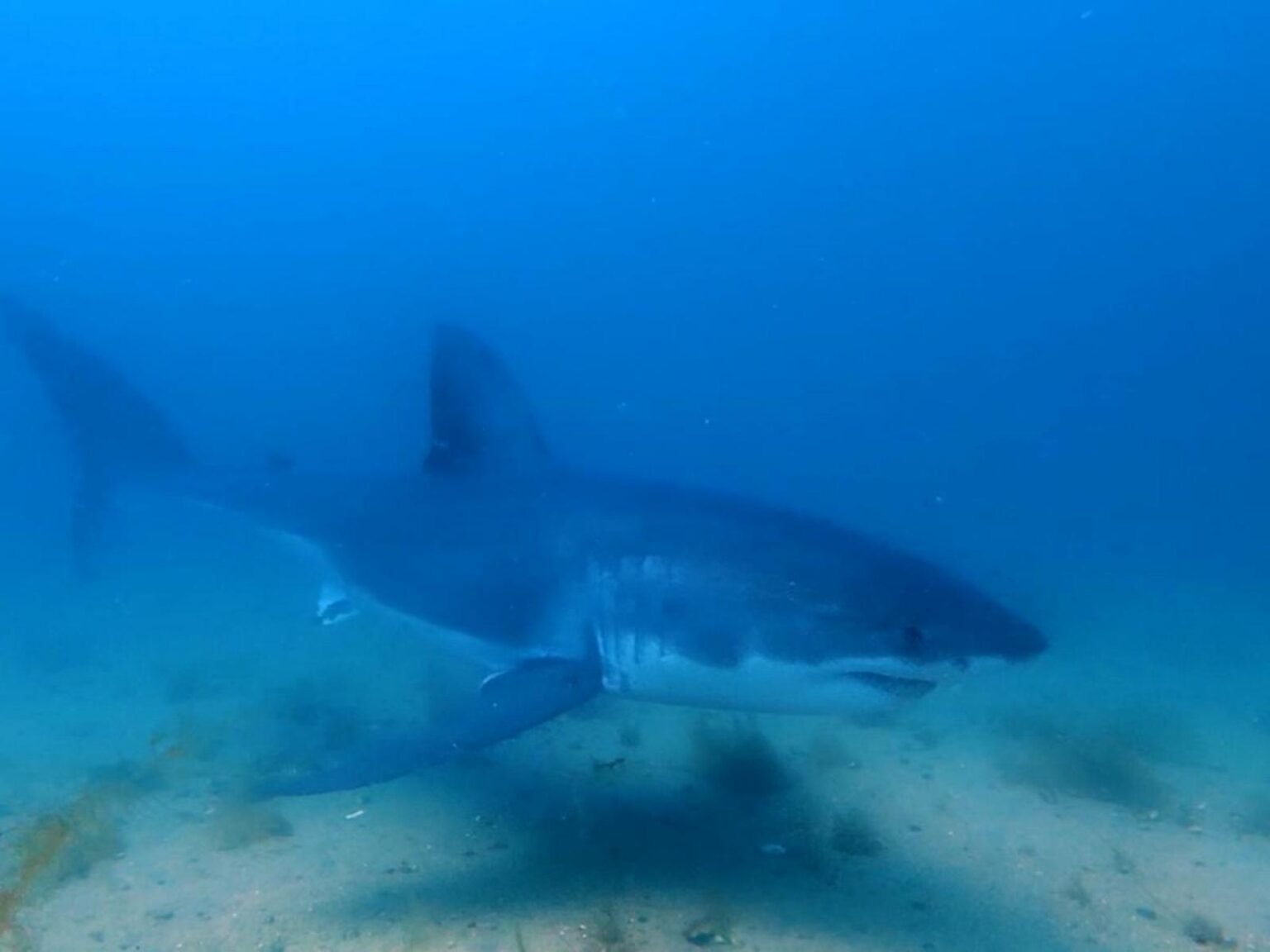 WATCH:  Nat Geo catches rare great white shark moment on camera
