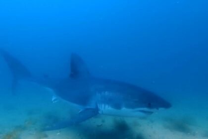 WATCH:  Nat Geo catches rare great white shark moment on camera