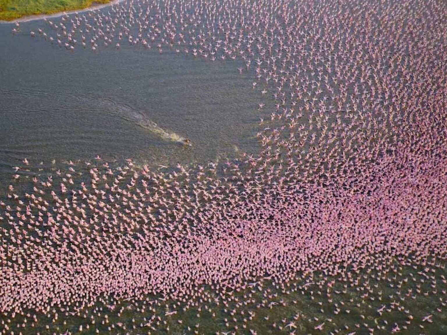 WATCH:  Nat Geo's 'Africa: Earth's Wild Home' showcases wildlife like never before