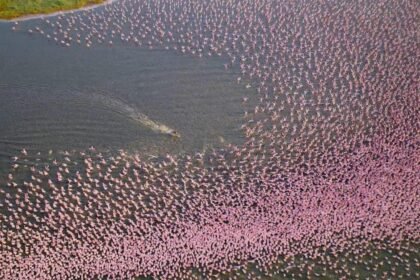 WATCH:  Nat Geo's 'Africa: Earth's Wild Home' showcases wildlife like never before