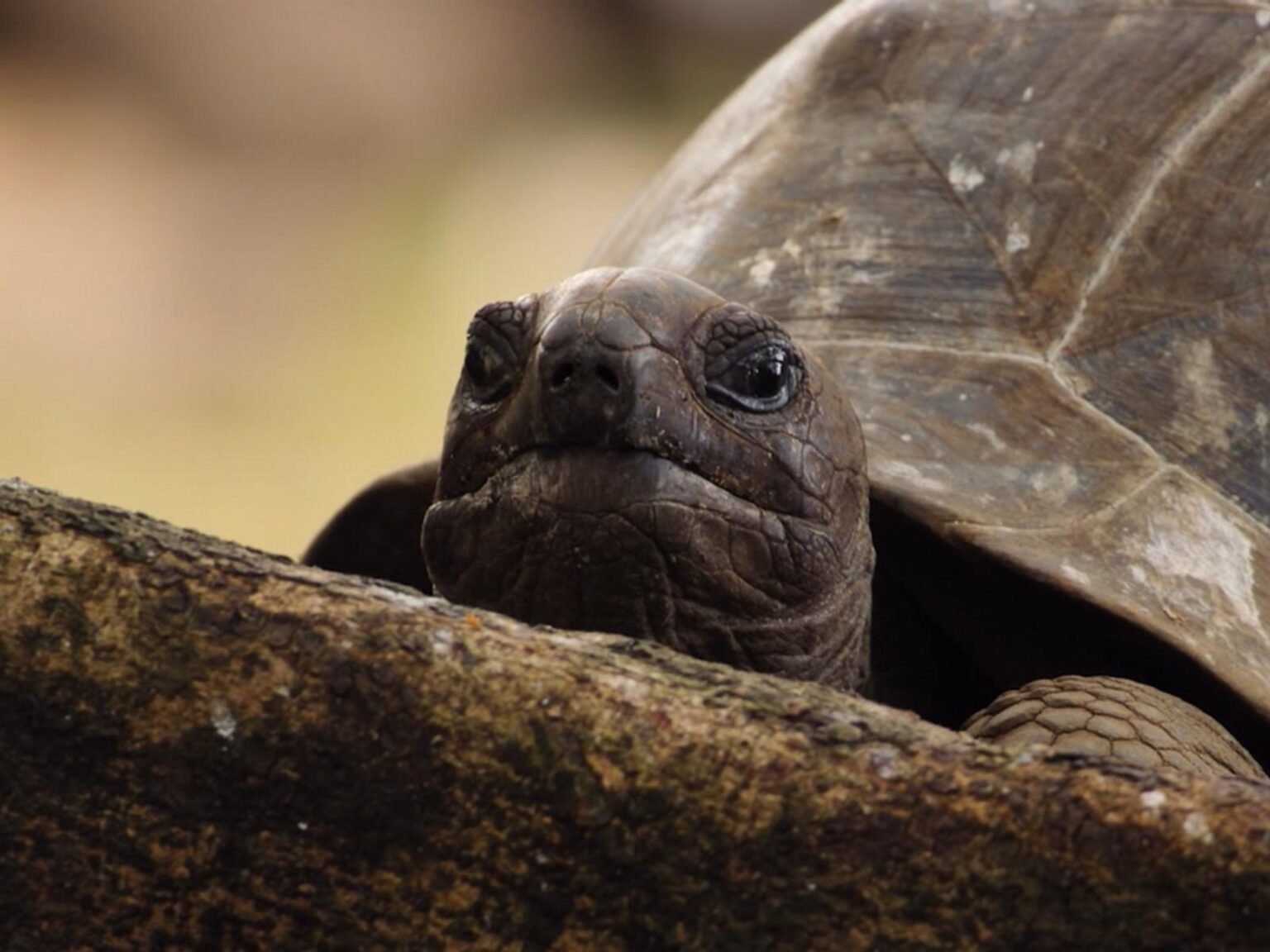 WATCH:  1st look at Nat Geo’s ‘Africa Earth’s Wild Home’