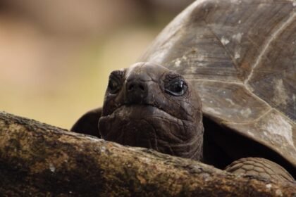 WATCH:  1st look at Nat Geo’s ‘Africa Earth’s Wild Home’