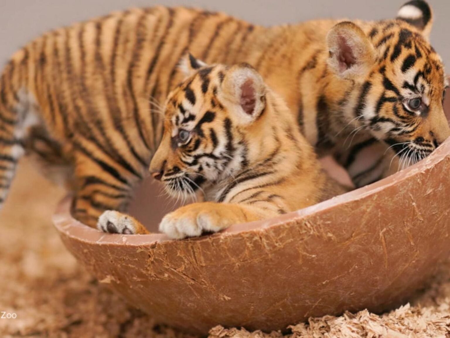 WATCH:  David Muir shares milestones of Fort Worth Zoo's Sumatran tiger cubs