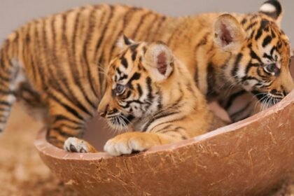 WATCH:  David Muir shares milestones of Fort Worth Zoo's Sumatran tiger cubs