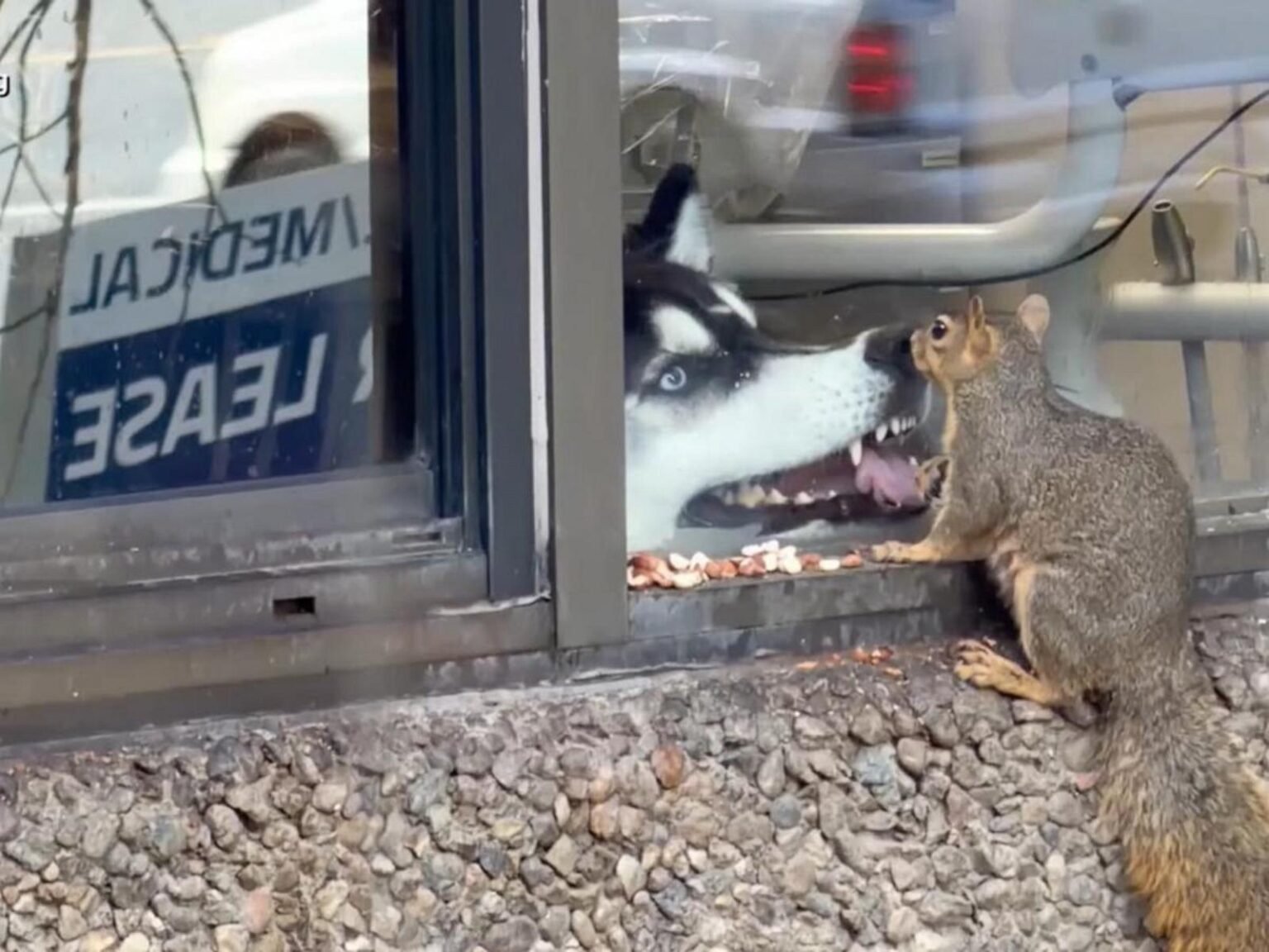 WATCH:  Dog watches squirrel enjoy snack