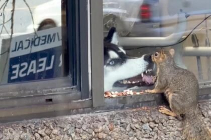 WATCH:  Dog watches squirrel enjoy snack
