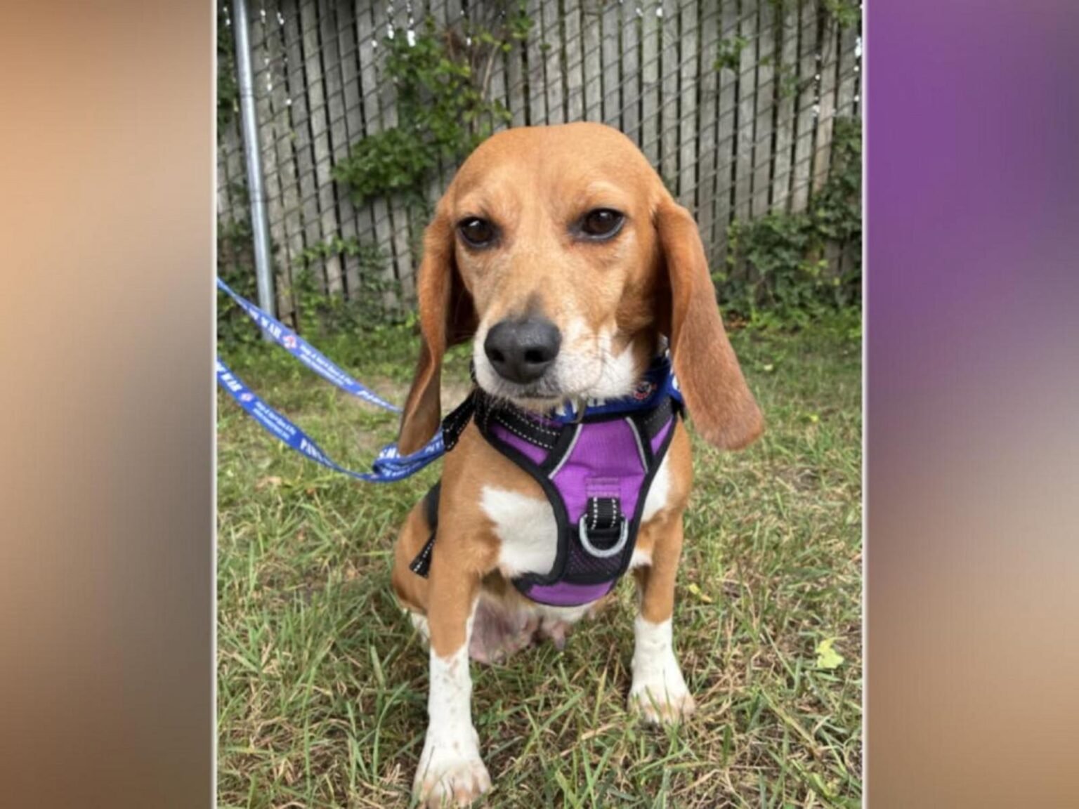 WATCH:  Finding new homes for rescued beagles