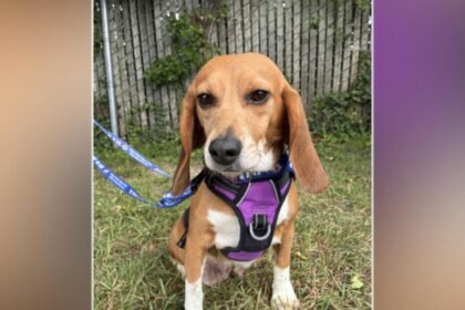 WATCH:  Finding new homes for rescued beagles