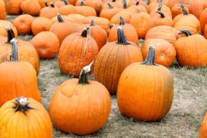 WATCH:  Will your Halloween gourds cost more this year?
