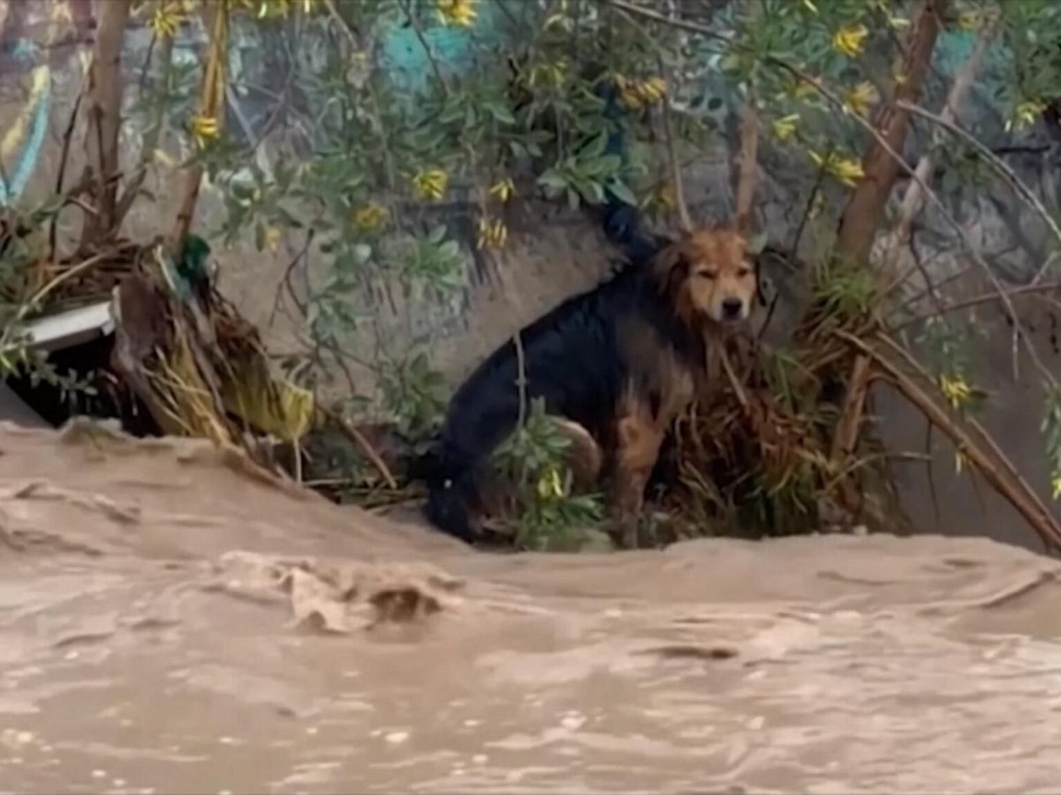 WATCH:  Dog safe after rescue from raging floodwaters