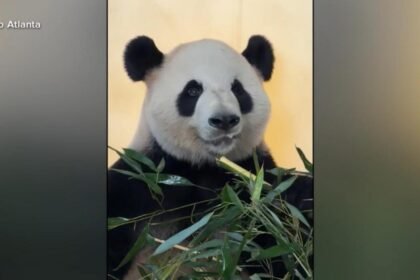 WATCH:  Panda-monium at the Zoo Atlanta