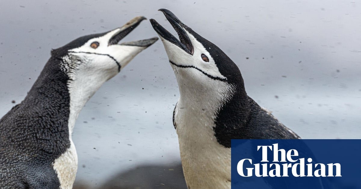World’s largest penguin colony suffers ‘enormous population crash’