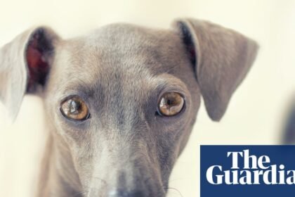 Thursday news quiz: porridge prizes, tasteless T-shirts and a dog called Diesel