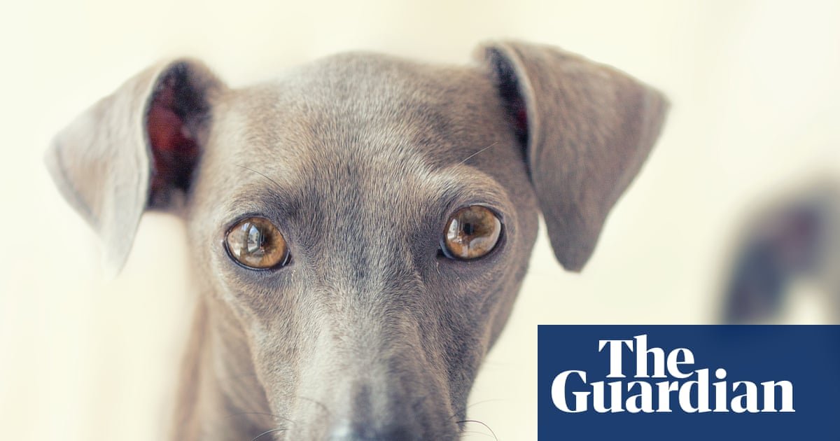 Thursday news quiz: porridge prizes, tasteless T-shirts and a dog called Diesel