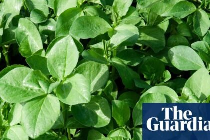 Soil in need of some TLC? Then it’s time to make room for legumes