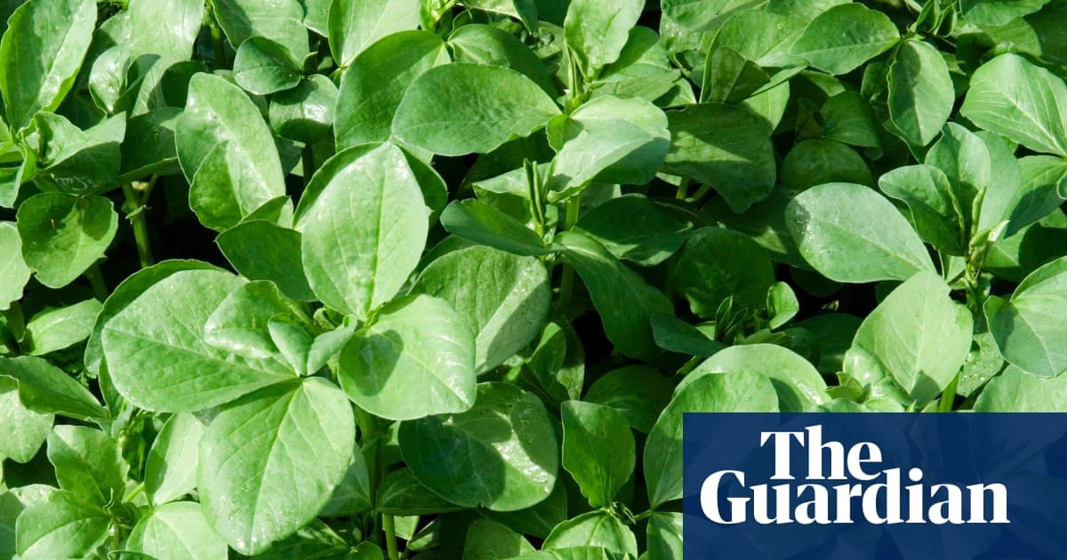 Soil in need of some TLC? Then it’s time to make room for legumes
