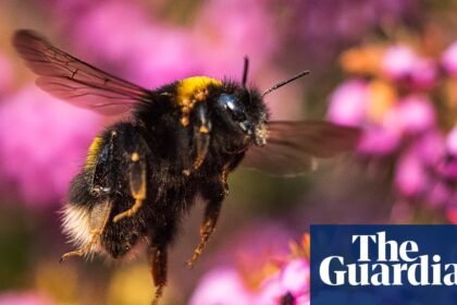 Next UK banknotes to feature barn owls, bumblebees, puffins and hedgehogs