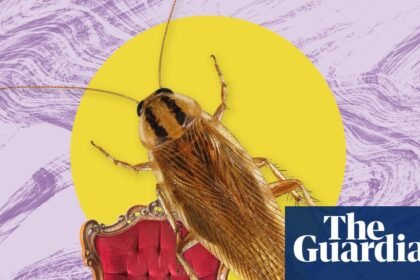 The pest I’ll never forget: the cockroaches I still dream about