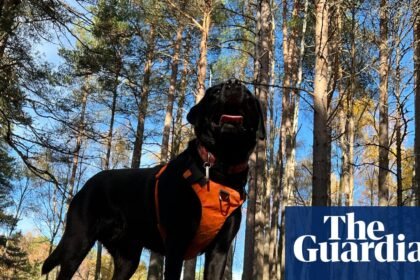 The pet I’ll never forget: Poppy the curious, clever dog – who searches for missing people