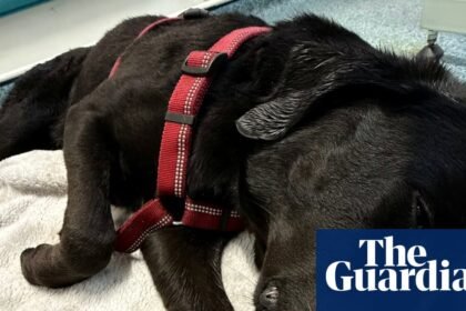 ‘She was swaying, zoning out’: UK pets poisoned in record numbers by illicit drugs
