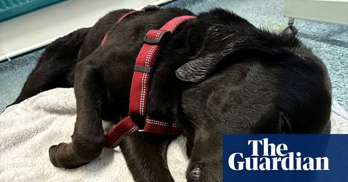 ‘She was swaying, zoning out’: UK pets poisoned in record numbers by illicit drugs