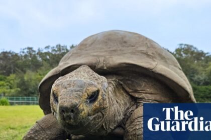 Jonathan the giant tortoise, 194, offers up insight into secrets of longevity