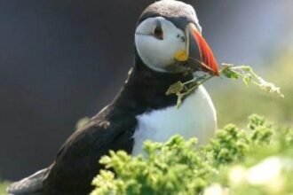 Puffin island on cusp of closure as it runs out of water