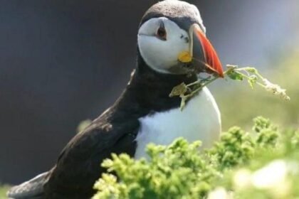 Puffin island on cusp of closure as it runs out of water