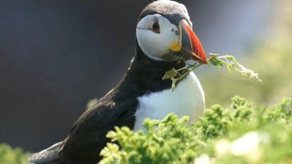 Puffin island on cusp of closure as it runs out of water