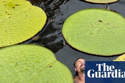 How a plant selfie in Colombian jungle led to ‘jaw dropping’ giant waterlily find