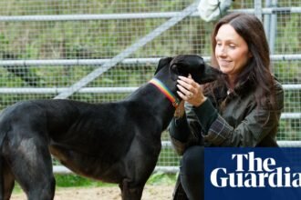 Greyhounds’ welfare at risk from rehoming standoff after Welsh racing ban