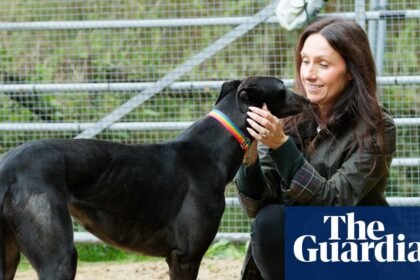 Greyhounds’ welfare at risk from rehoming standoff after Welsh racing ban
