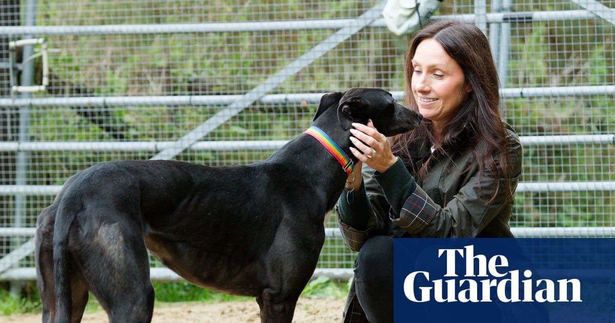 Greyhounds’ welfare at risk from rehoming standoff after Welsh racing ban