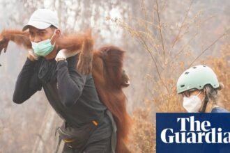 The week in wildlife: a rescued orangutan, the chonkiest bear and a barn owl’s triumph