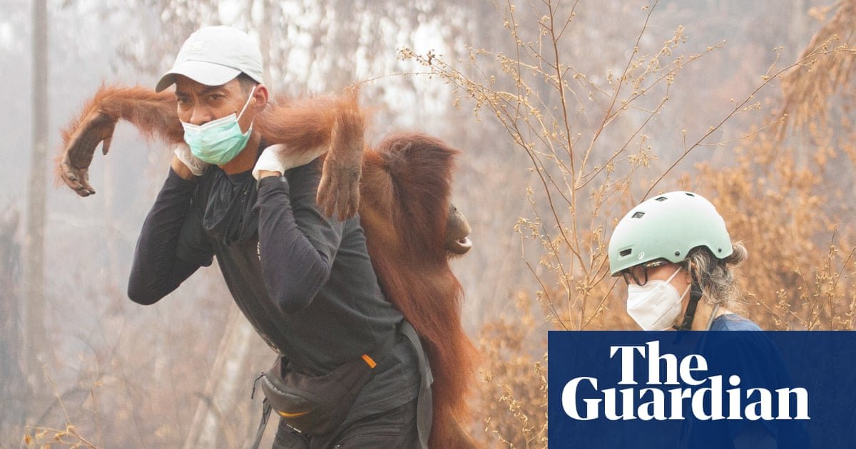 The week in wildlife: a rescued orangutan, the chonkiest bear and a barn owl’s triumph