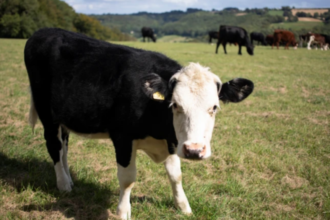 Bluetongue restriction zone to be expanded across all of Scotland