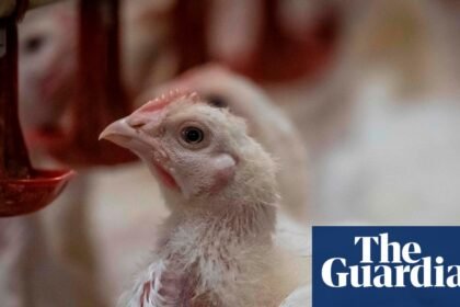 RSPCA NSW director quits over welfare standards for RSPCA-branded chicken