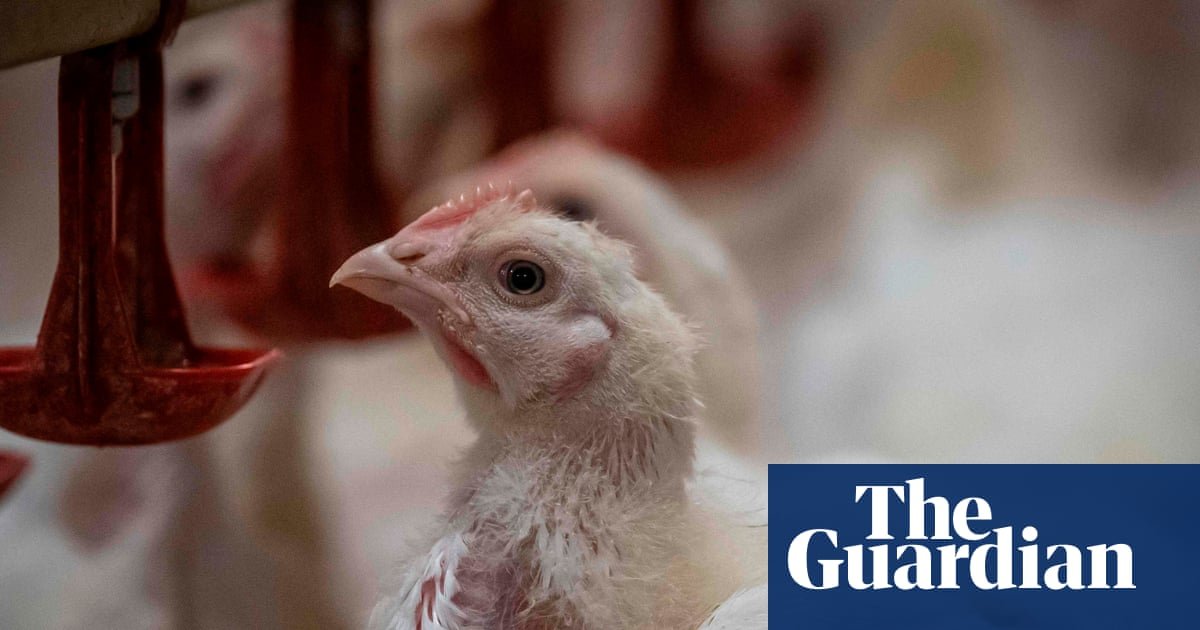 RSPCA NSW director quits over welfare standards for RSPCA-branded chicken