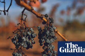 French wine industry facing historic low harvest after extreme summer heat