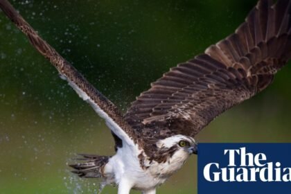 Country diary: A passing osprey needs to eat – but the local terns won’t let it | Claire Stares