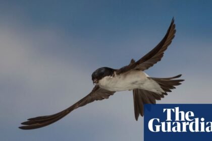 Country diary: The house martins are gone for another year. But they’re not forgotten | Ed Douglas