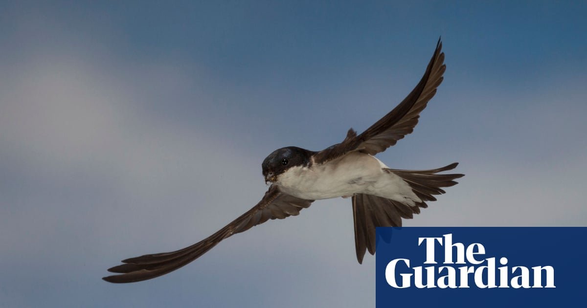 Country diary: The house martins are gone for another year. But they’re not forgotten | Ed Douglas