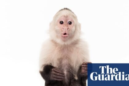 Planet of the apes: the ‘bizarre’ and tortured history of monkeys and humans