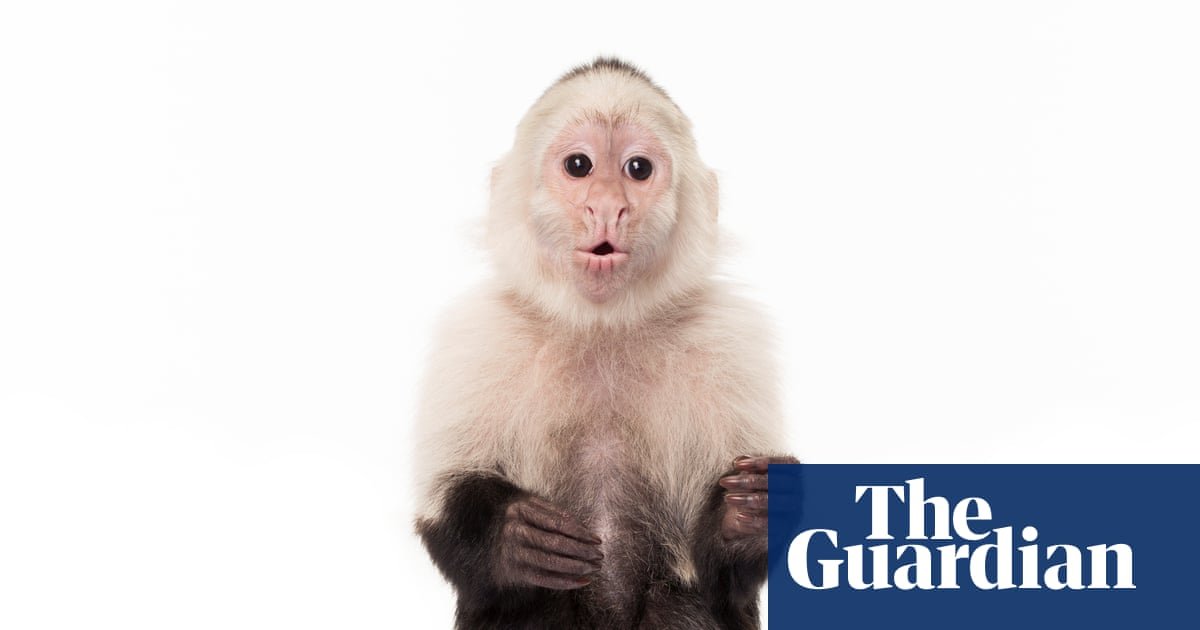 Planet of the apes: the ‘bizarre’ and tortured history of monkeys and humans