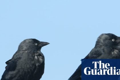 What links Buzzard, Jackdaw and Rosebank? The Saturday quiz